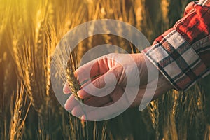 Hand of female agronomist in ripening wheat field