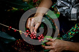 Hand of female akha farmer tribe is harvesting ripe coffee beans from branch in plantation 100% organic