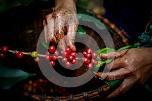 Hand of female akha farmer tribe is harvesting ripe coffee beans from branch in plantation