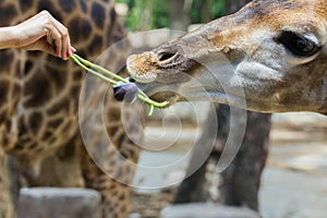 Hand of female giving cowpea to giraffe in Thailand