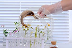 Hand of female laboratory assistant, scientist trichologist processes hair sample, curls with plant extracts, concept science,