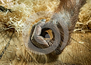 Hand of female orangutan living indoors in captivity