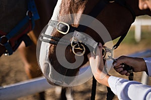 Hand of female vet adjusting horse bridle at barn