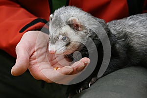 Hand and ferret