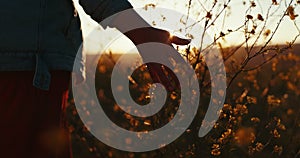 Hand, field and flowers in closeup, sunset and walk for summer adventure, plants and nature in countryside. Girl, floral