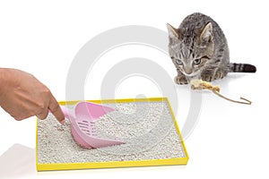 A hand filtering artificial sand in tray and cat gazing