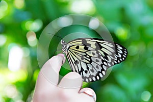 Hand finger Rice Paper butterfly Idea leuconoe