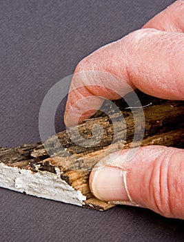 Hand and fingers holding rotten timber. photo