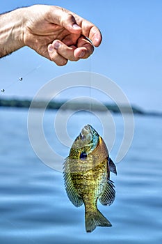 Hand of fisherman holding caught fish 2