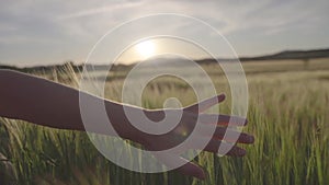 Hand floating over grass and spikes field with the light of sunset in summer.