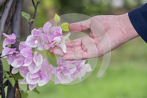 Hand flower beautiful touching man nature landscape