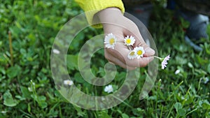 The hand with flowers. Given flowers of chamomile.