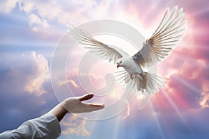 A hand and a flying white dove in the blue sky. The concept of freedom, International Day of Peace