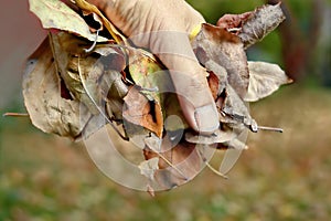 Hand with Foliage