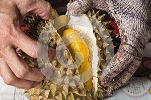 Hand force opening musang king durian variety with yellow flash photo