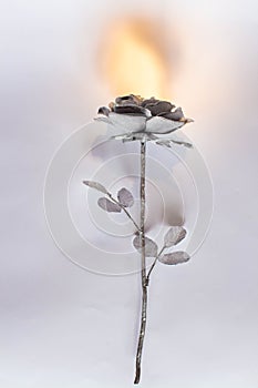 Hand forged rose. Rose handmade forged from metal on a white back