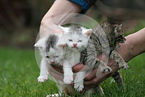 Hand full of cats