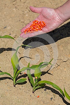 Hand full of corn seeds