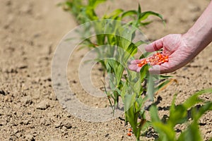 Hand full of corn seeds