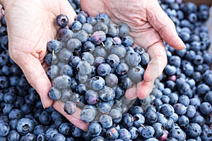 Hand full of fresh picked blueberries