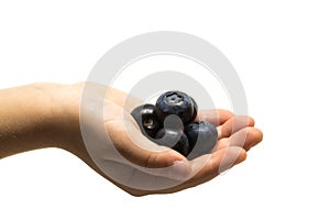 Hand full of freshly picked blueberries isolated on white