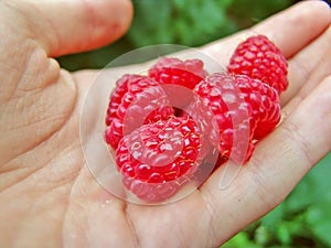 Hand full of raspberries, ripe and red. organic raspberries. handful of raspberries