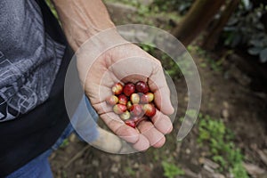 Hand full of raw red coffee beans, freshly picked on a coffee farm close to Salento, Eje Cafetero, Colombia photo