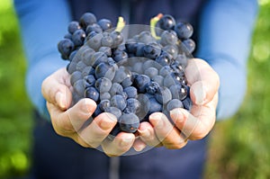 Hand full of red Grapes