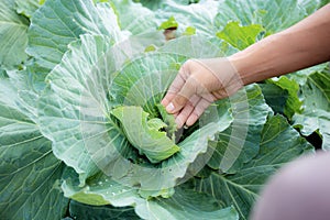 Hand of gadener on cabbage