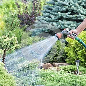 Hand garden hose with water spray, watering flowers, close-up, water splashes, landscape design, alpine slide