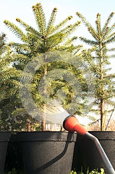 Hand garden hose with a water sprayer, watering the coniferous plants in the nursery