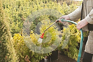 Hand garden hose with a water sprayer, watering the coniferous plants in the nursery