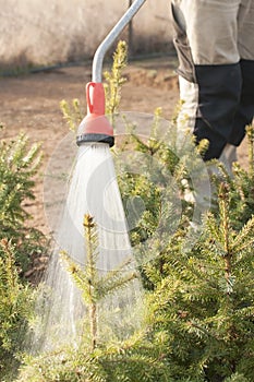 Hand garden hose with a water sprayer, watering the coniferous plants in the nursery