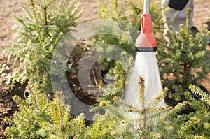 Hand garden hose with a water sprayer, watering the coniferous plants in the nursery