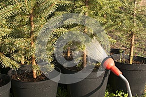 Hand garden hose with a water sprayer, watering the coniferous plants in the nursery