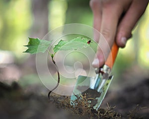 The hand with the garden tool