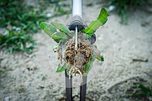 Hand garden tools for pulling weeds from the lawn