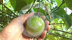 Hand gardener checks organic green passion fruits on the vine in the farm, passion fruit farm,Organic vegetables, Fresh passion fr