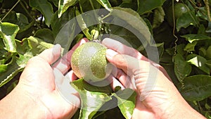 Hand gardener checks organic green passion fruits on the vine in the farm, passion fruit farm,Organic vegetables, Fresh passion fr