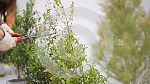 Hand of gardener cutting and decorating branch of tree and green leaves by using branch scissors tool.