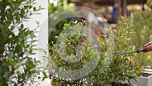 Hand of gardener cutting and decorating branch of tree and green leaves by using branch scissors tool.