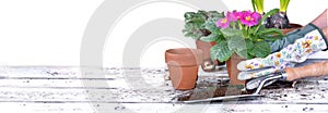 hand of gardener holding a flowerpot above a garden table