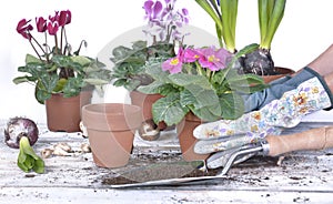 hand of gardener holding a flowerpot above a table with shoble full of dirt on white background