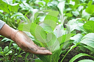 Hand of gardener holding fresh lettuce cantonese in farm