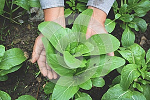 Hand of gardener holding fresh lettuce cantonese in farm