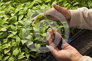 Hand of gardener holds seedling of small plant in her hands preparing to plant inside a greenhouse planting concept.