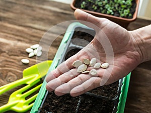 Hand of gardener, preparing to seed plants