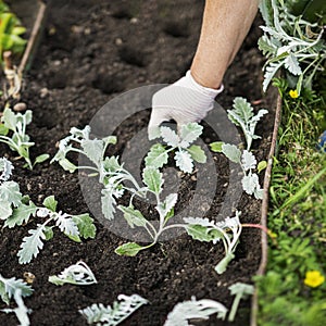 Hand of gardener seedling young flowers plant in fertile soil. Seasonal works in garden