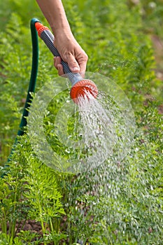 Hand of gardener watering carrot with garden hose