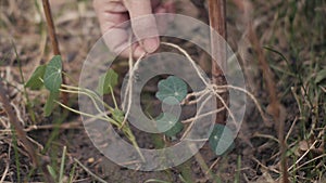 Hand gardener woman binding flowers s to stick after planting in ground close up